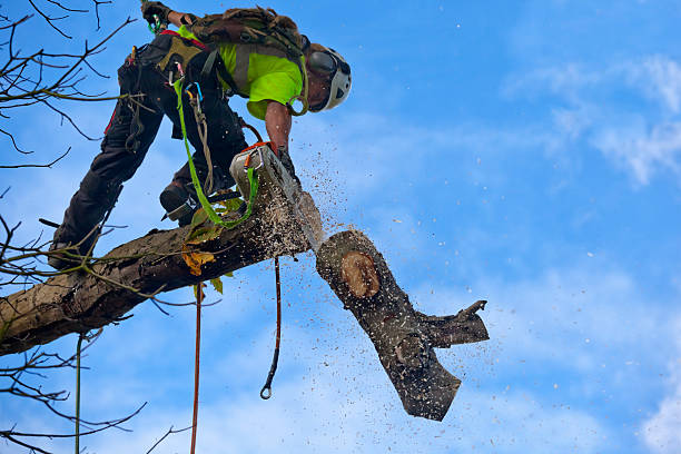 Reliable Maple Bluff, WI Tree Removal Services Solutions